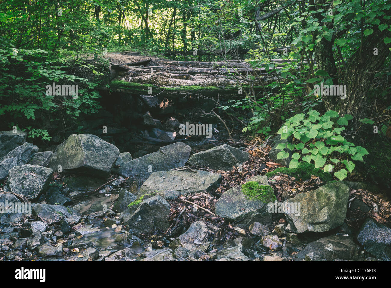 Old wooden bridge in forest hi-res stock photography and images - Alamy