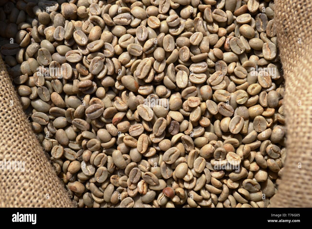 Unroasted dry green coffee beans in a burlap sack of rough canvas