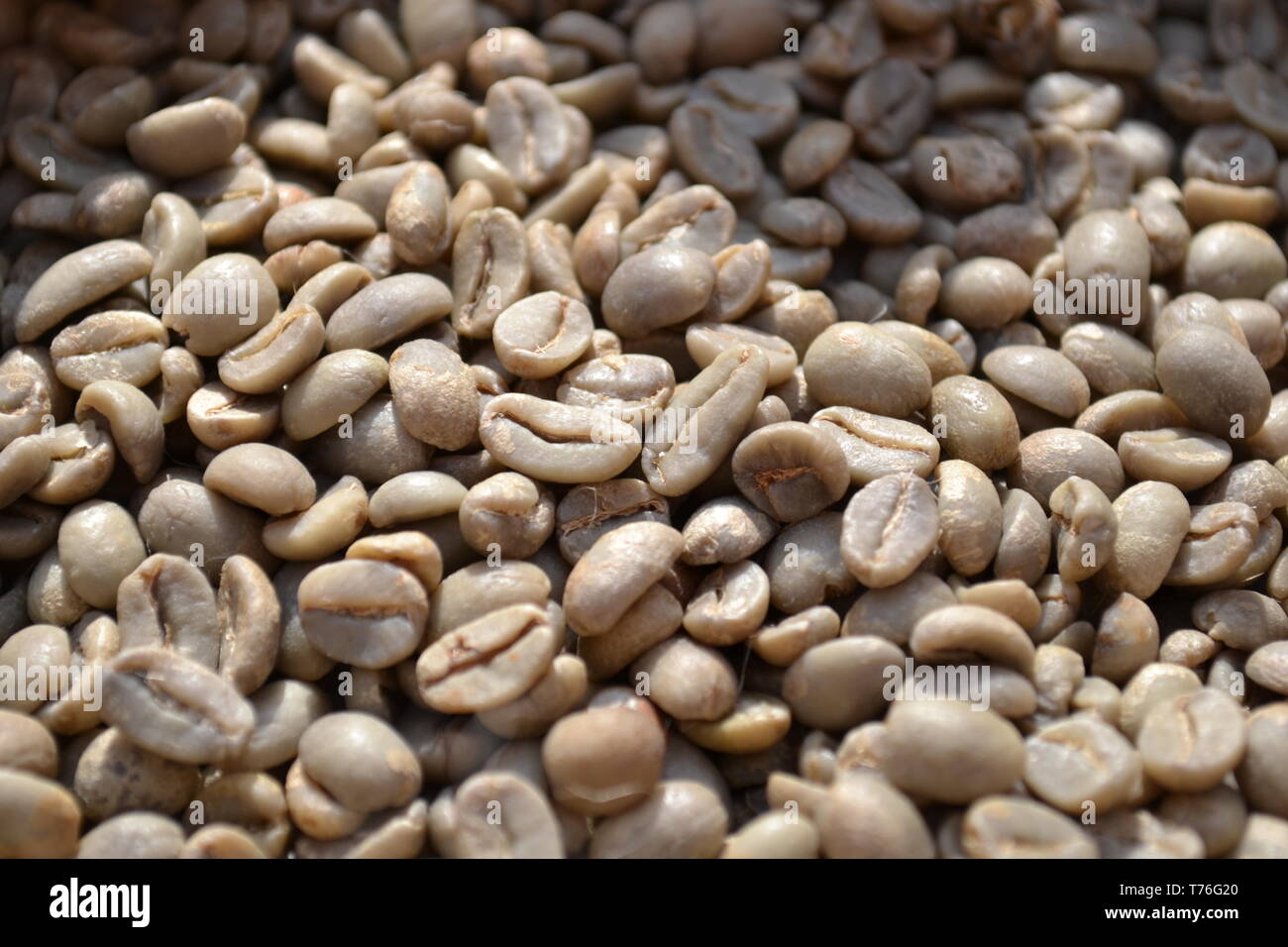 Unroasted Coffee Beans >> Unroasted Dry Green Coffee Beans Exposed In Daylight As Food Unroasted Coffee Beans >> Unroasted Dry Green Coffee Beans Exposed In Daylight As Food