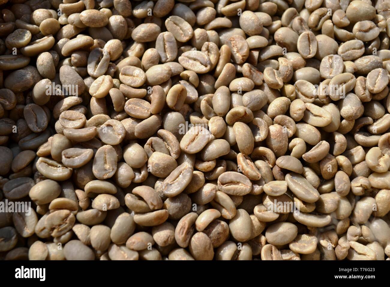 Unroasted Coffee Beans >> Unroasted Dry Green Coffee Beans Exposed In Daylight As Food Unroasted Coffee Beans >> Unroasted Dry Green Coffee Beans Exposed In Daylight As Food