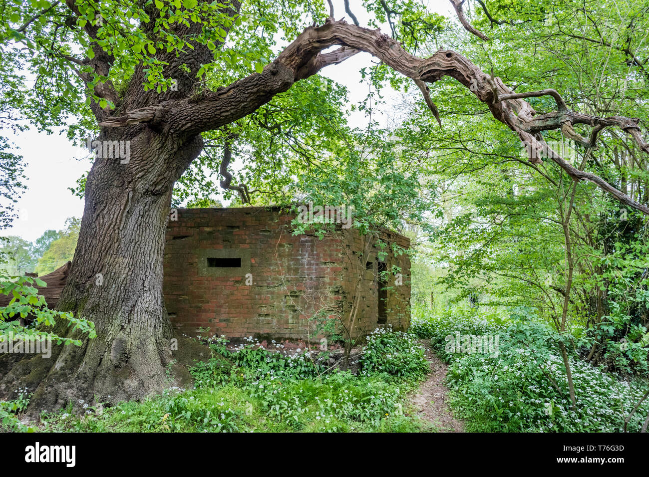 Second World War Type 24 Pillbox with brick construction and concrete loopholes being overgrown underneath a crooked tree branch in a woodland setting Stock Photo