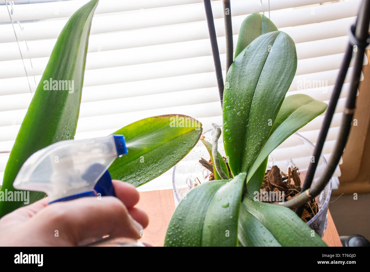 Hand sprays Phalaenopsis orchid leaves with water and fresh dew on