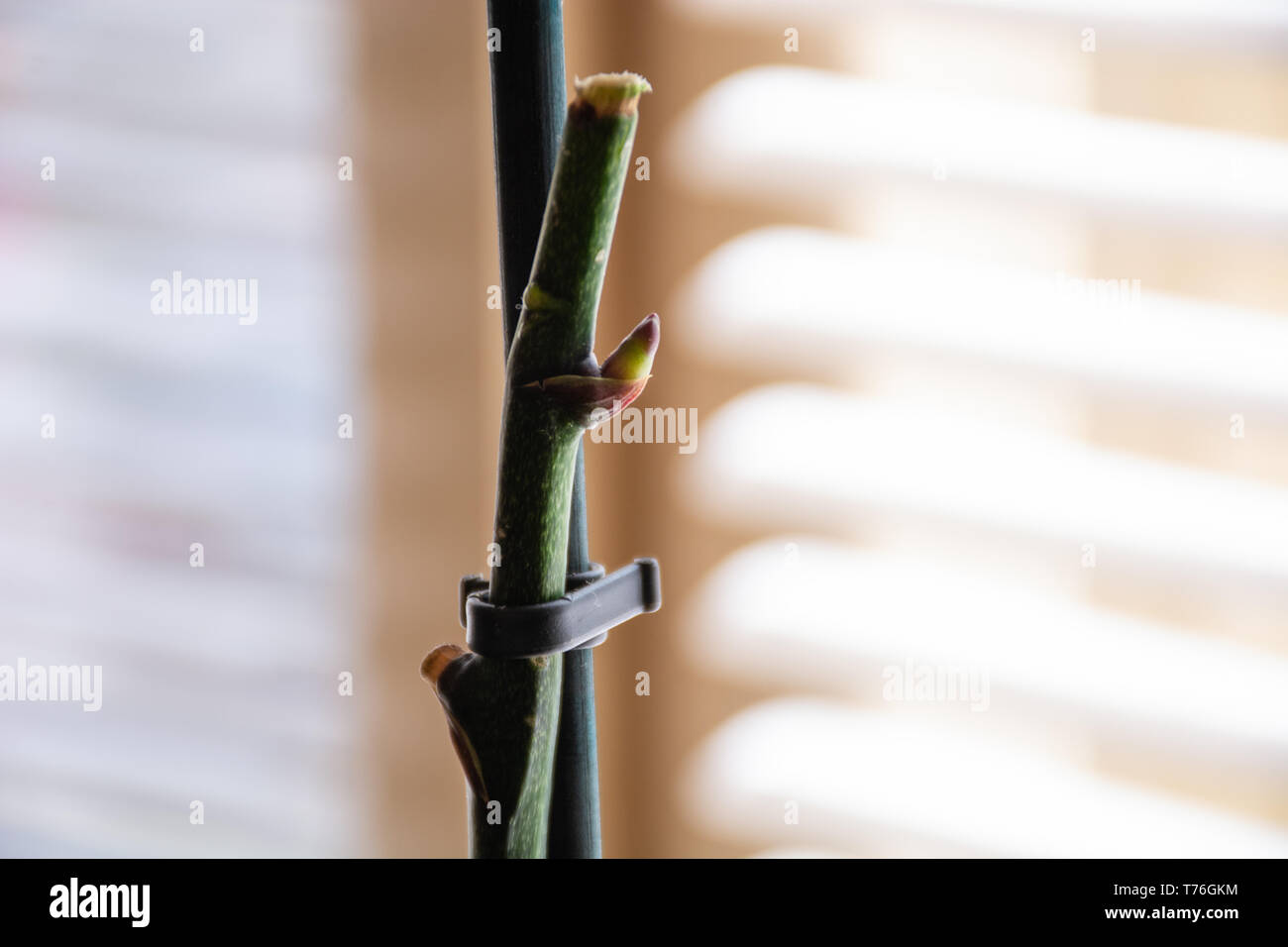 Phalaenopsis orchid flower steam with a new bud at home. Botanical and house flowers concept. Close up, blurred motion and selective focus Stock Photo