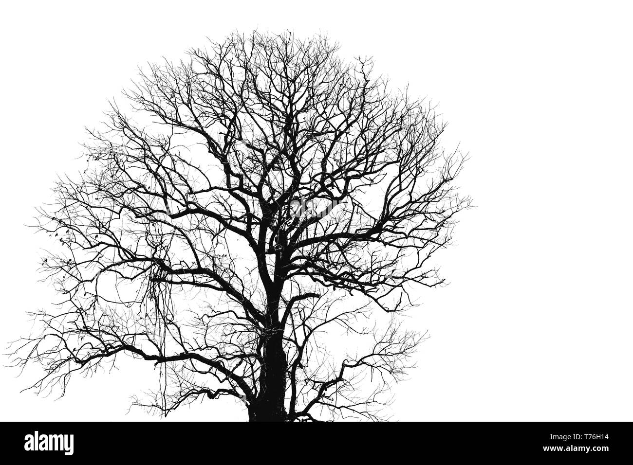 Dead Tree And Branch Isolated On White Background Black Branches