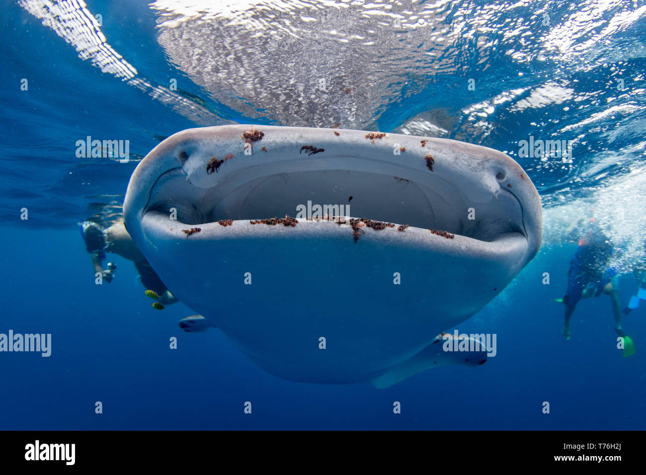 Whale shark ( Rhincodon typus ) with parasitic copepods clearly visible around its mouth and tourists swimming with it in Honda Bay, Puerto Princesa,  Stock Photo