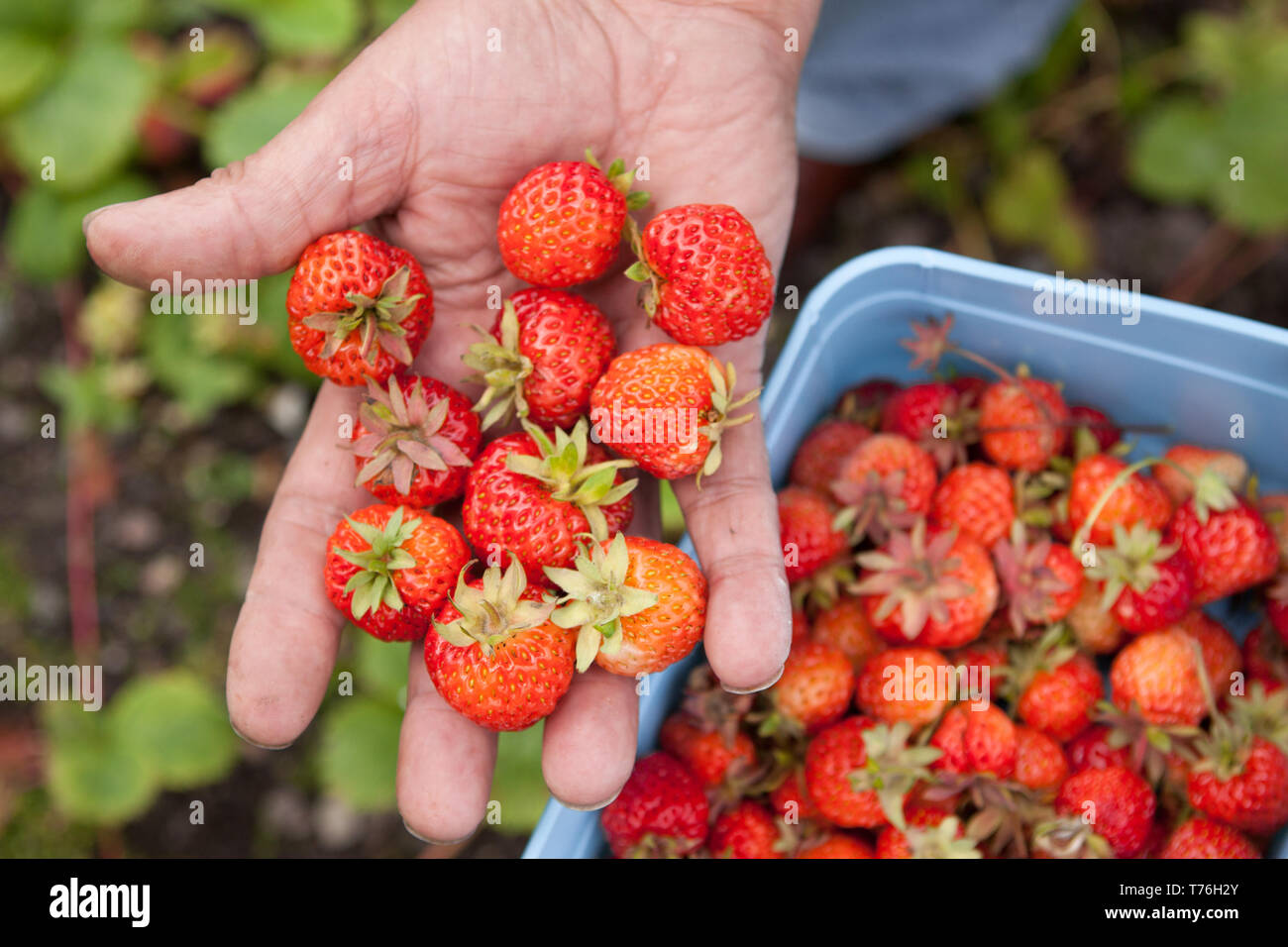 Male hand picking fresh strawberries from the garden Stock Photo Alamy