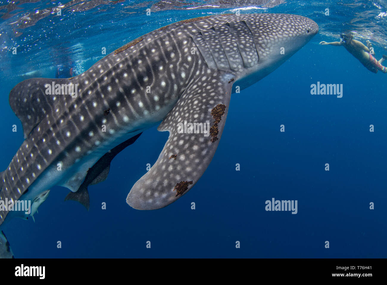 Whale Shark Rhincodon Typus With Remora Attached And Snorkellers In Honda Bay Puerto Princesa Palawan The Philippines Stock Photo Alamy