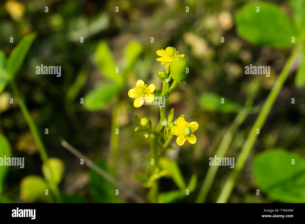Clean weeds forest hi-res stock photography and images - Alamy