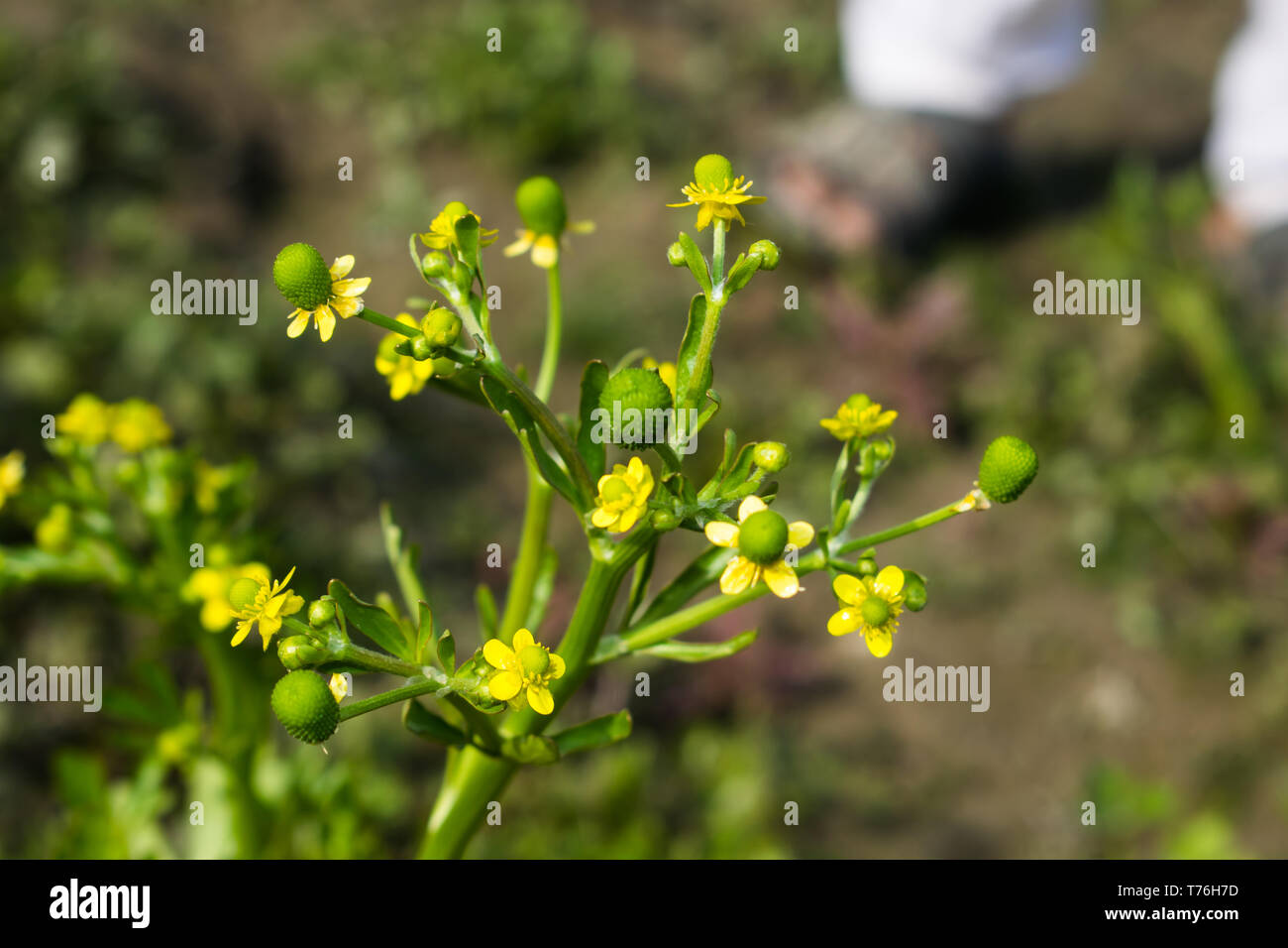 Clean weeds forest hi-res stock photography and images - Alamy