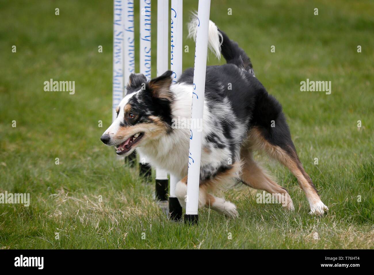 One of the keen competitors in the dog agility classes Stock Photo Alamy