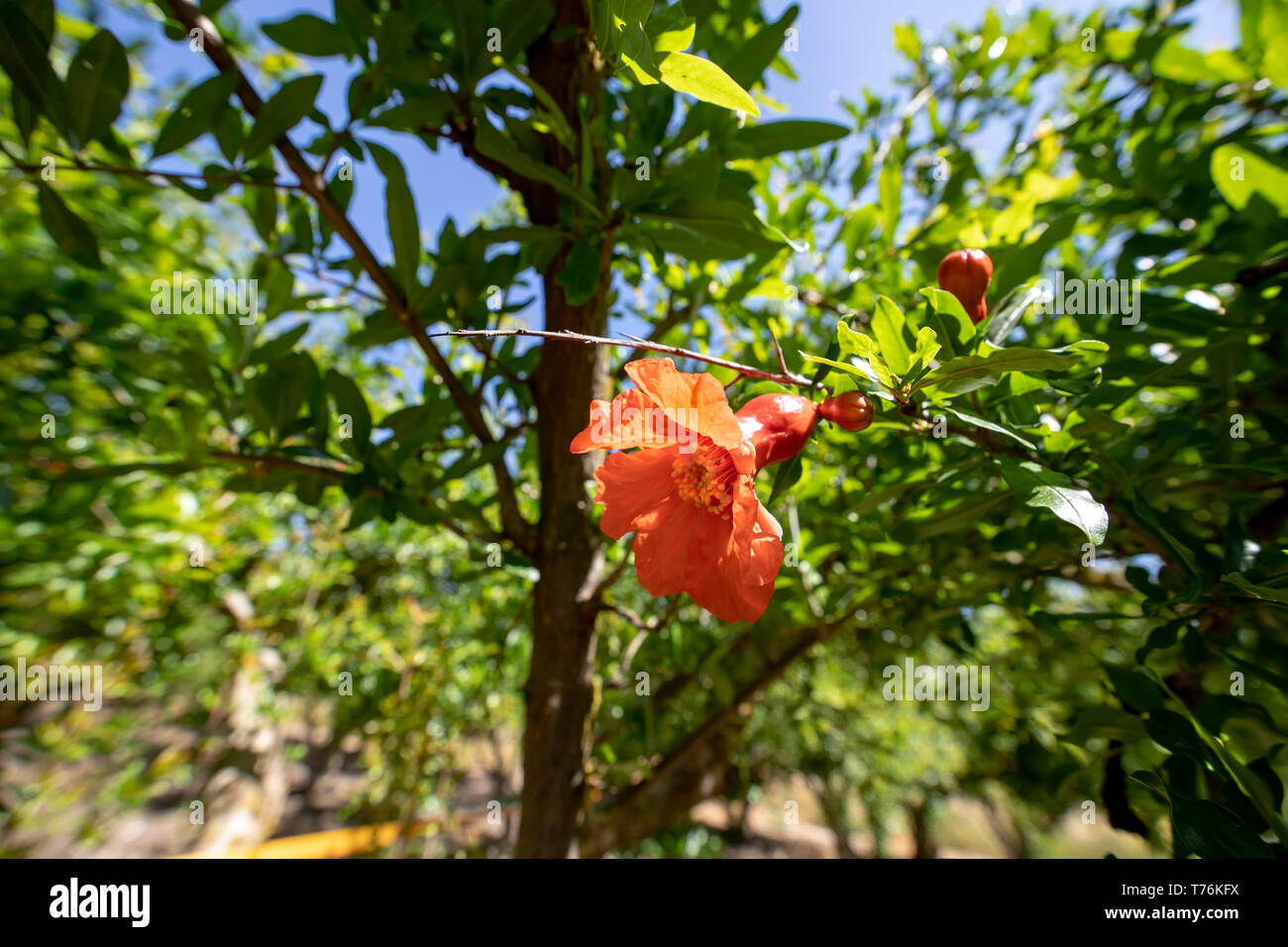 Red pomegranate flower close-up on a blurred background of green foliage Stock Photo