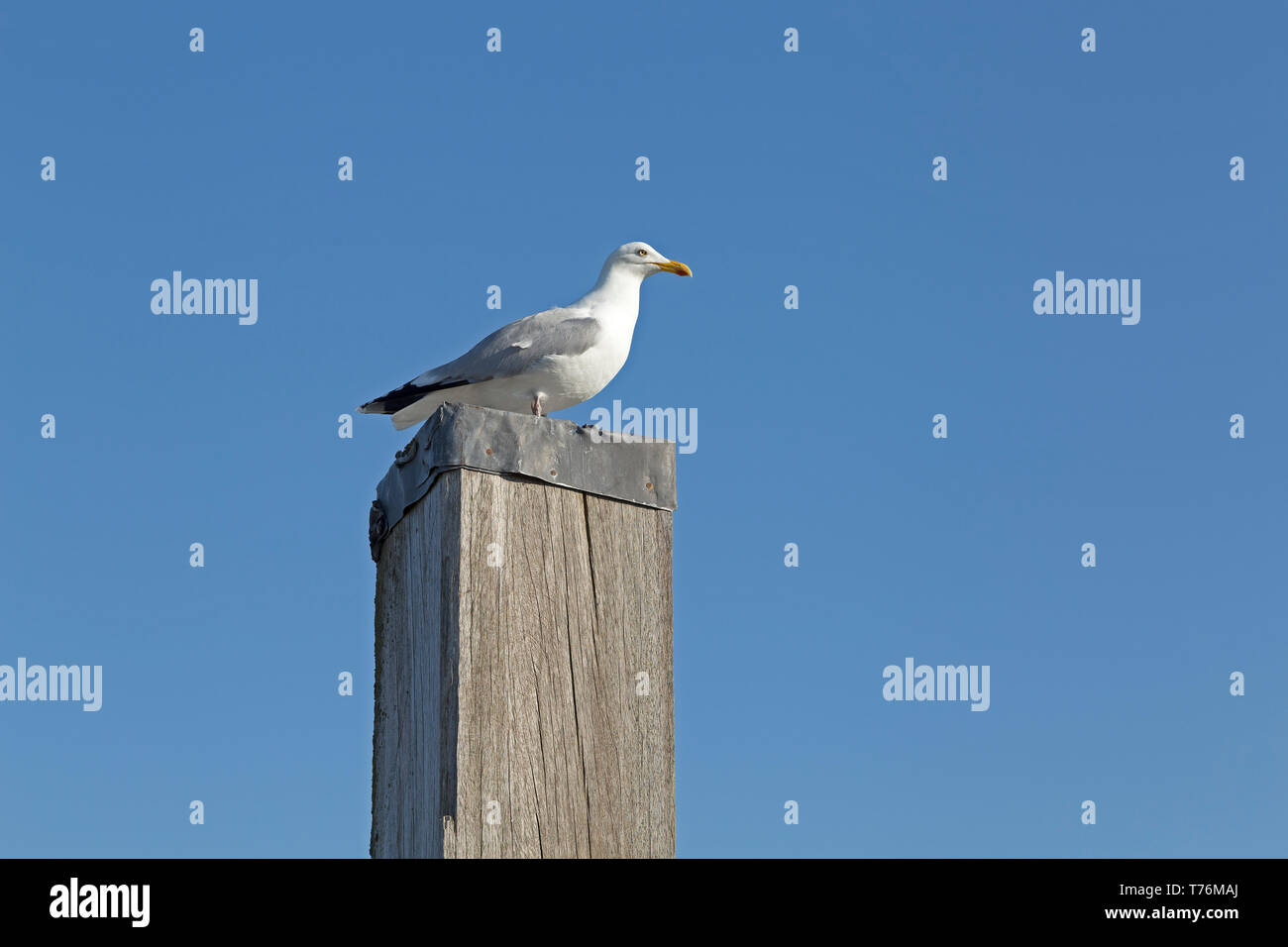 European herring gull (Larus argentatus) at the harbour, Neuharlingersiel, East Friesland, Lower Saxony, Germany Stock Photo