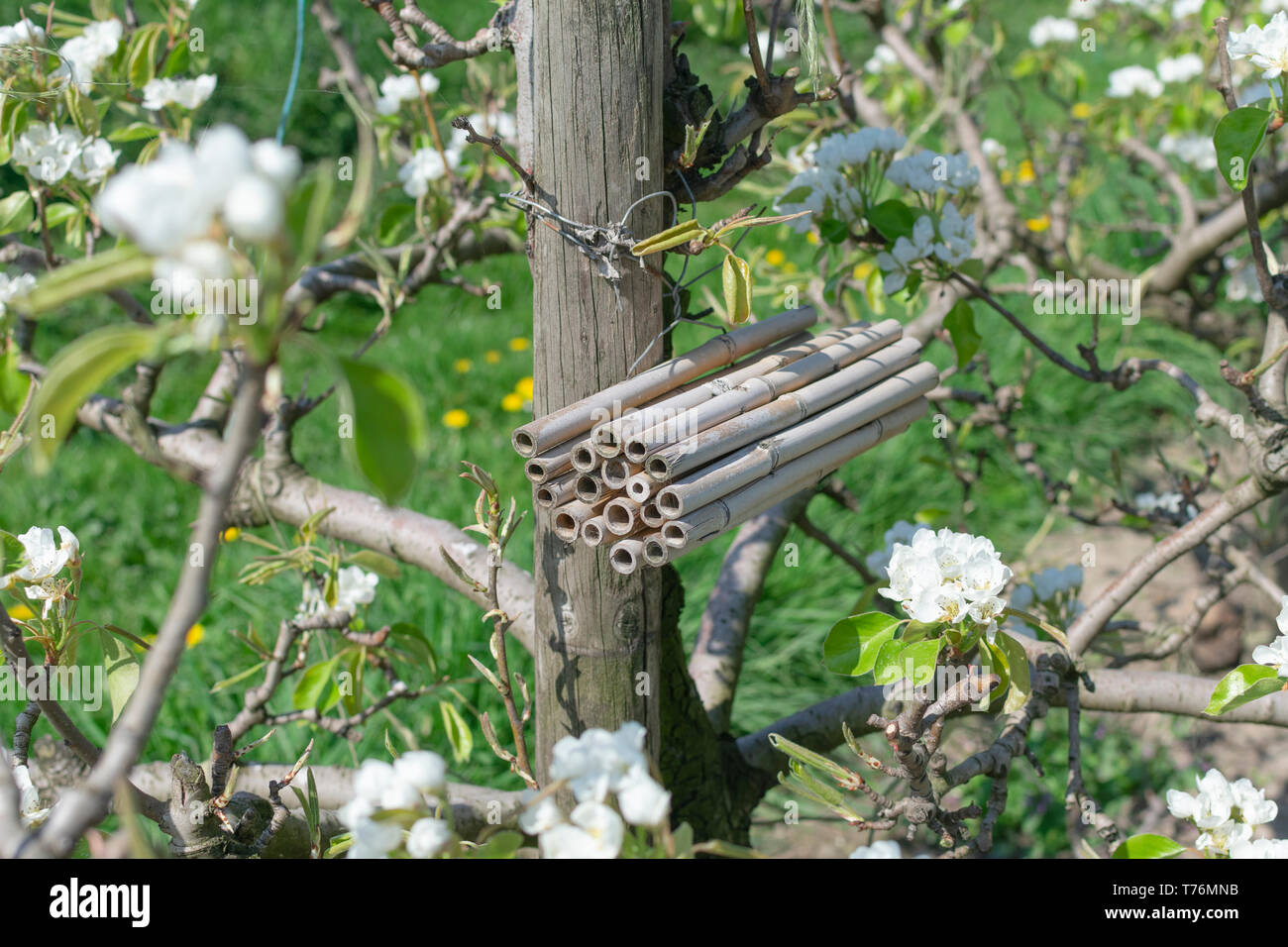 An insect hotel hanging on a fruit tree in a fruit orchard Stock Photo