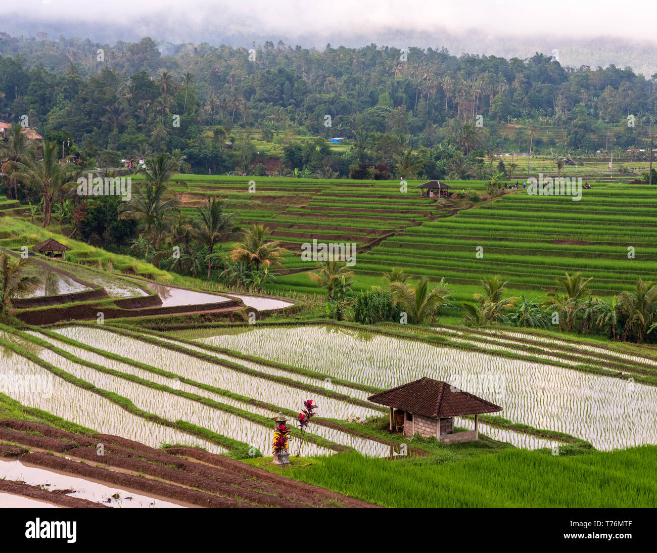 A photo of terraced rice fields in Bali, Indonesia with a storm brewing ...