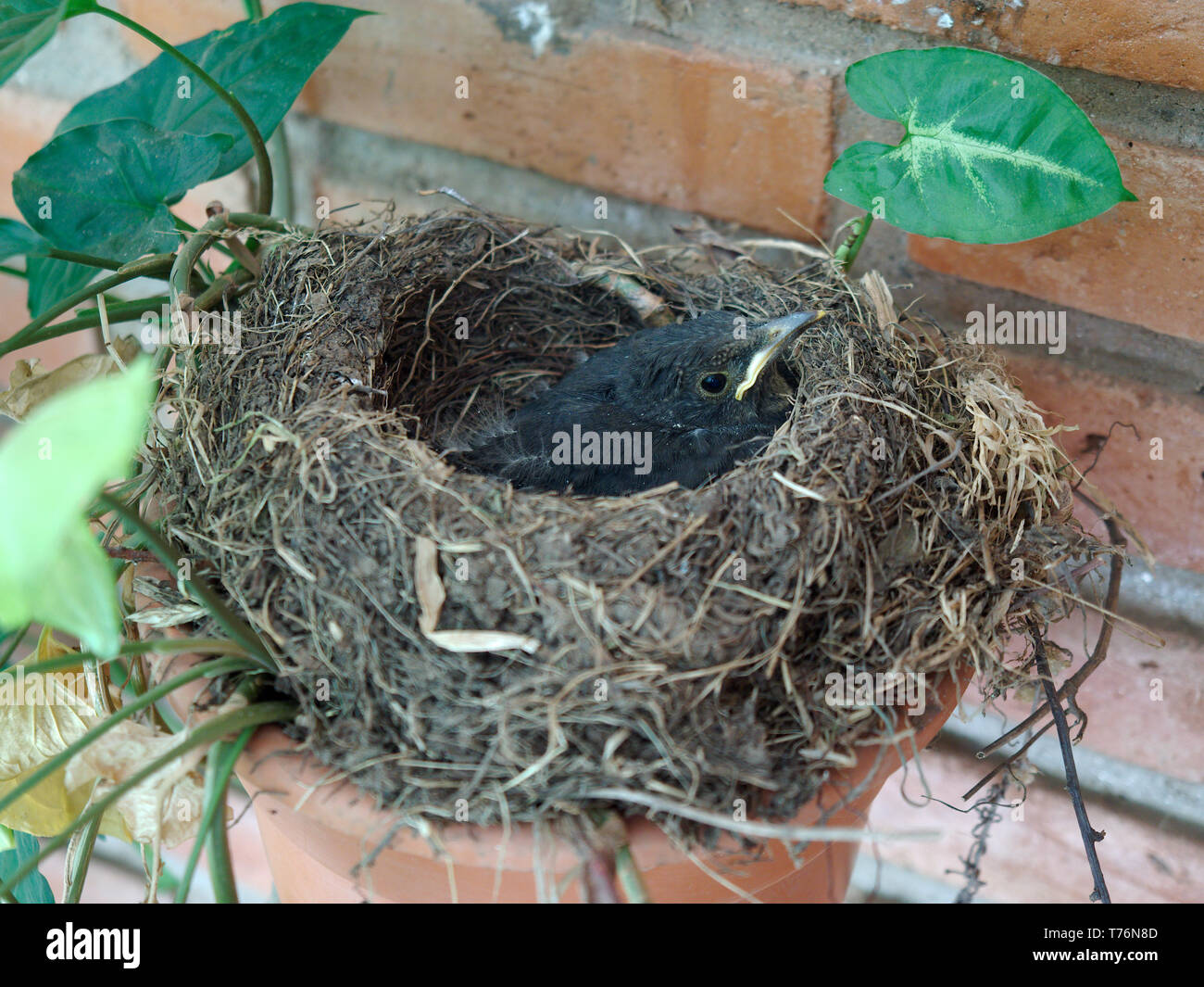 A newborn Glossy-black thrush (Turdus serranus) on its nest built on a plant pot in Villa de Merlo, San Luis, Argentina. Stock Photo
