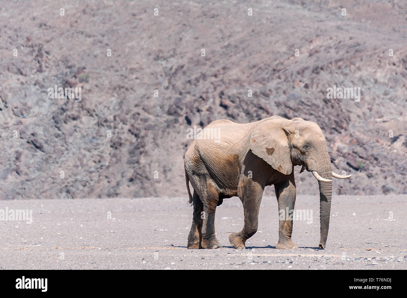 Desert elephant walking in the dried up Hoanib river in Namibia. Desert elephants are african bush elephants that have made their homes in Namibia Stock Photo