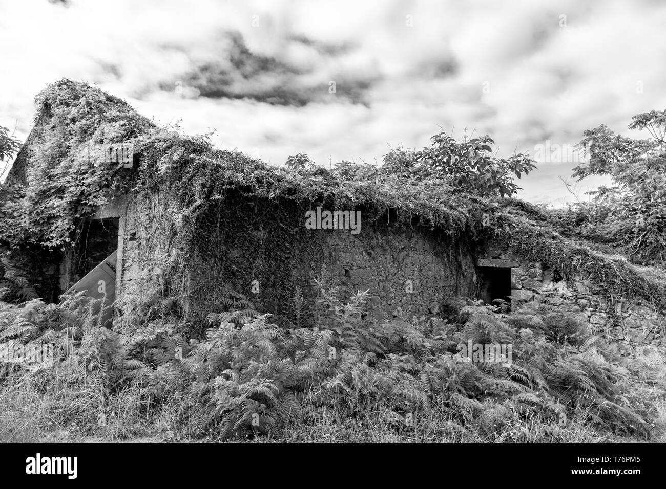 Black and white view of a crumbling house with ivy in Ginetes on Sao Miguel island in the Azores. Stock Photo