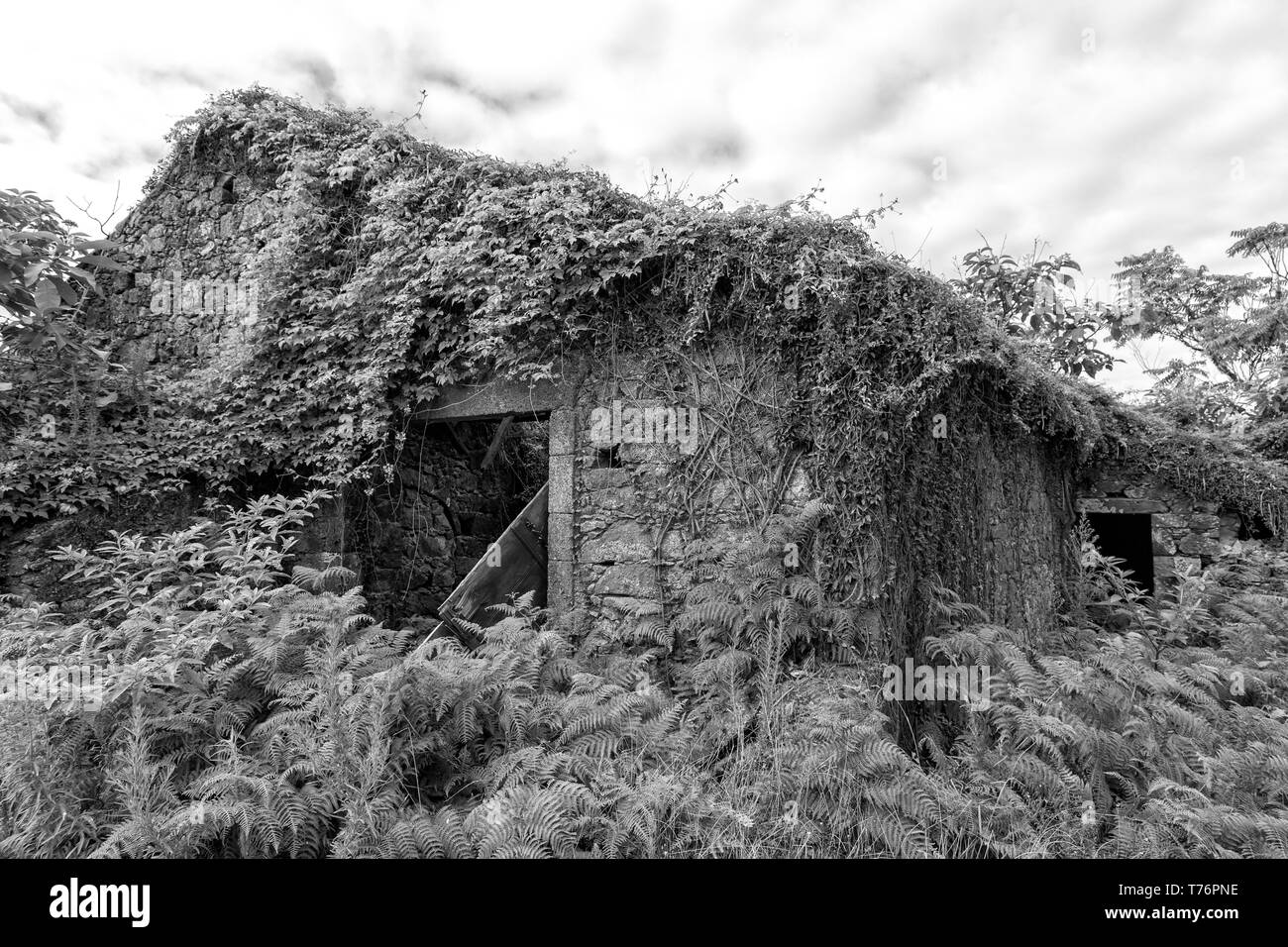 Black and white view of an old overgrown house in Ginetes on Sao Miguel island in the Azores. Stock Photo