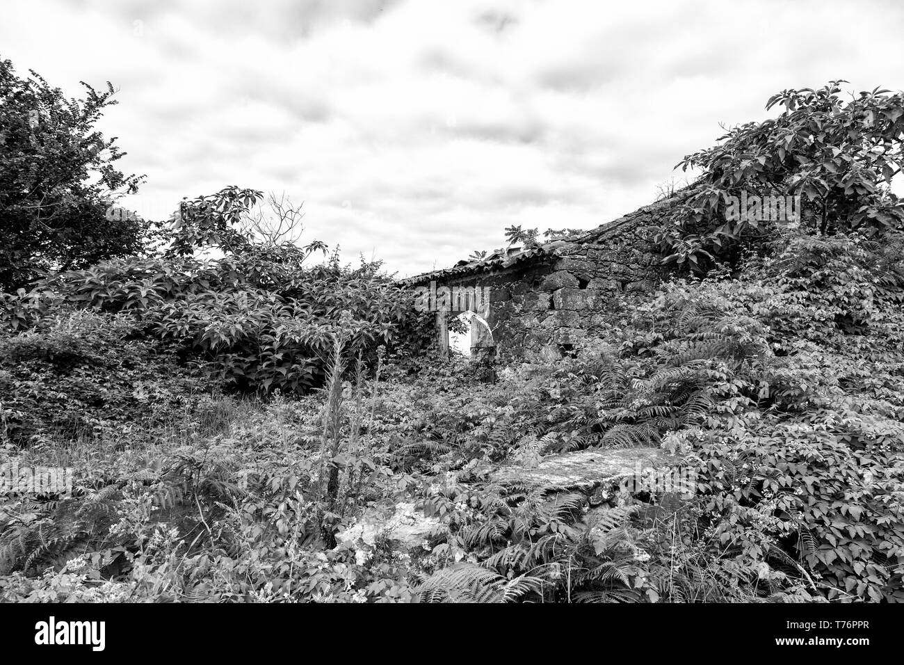 Black and white view of an overgrown structure in Ginetes on Sao Miguel island in the Azores. Stock Photo