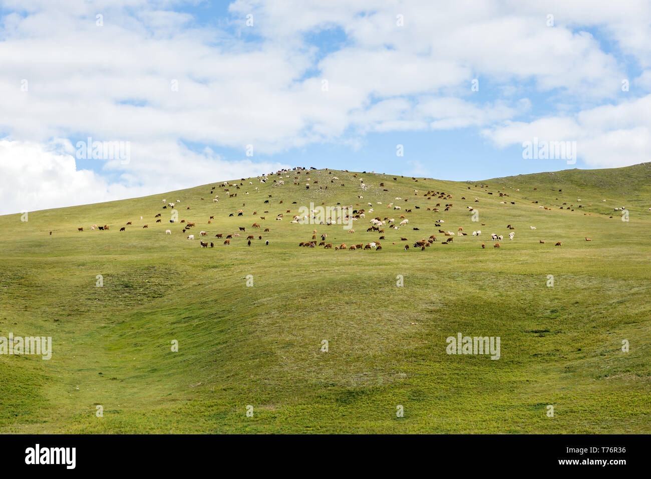 herd of sheep and goats graze in Mongolian steppe, Mongolia Stock Photo ...
