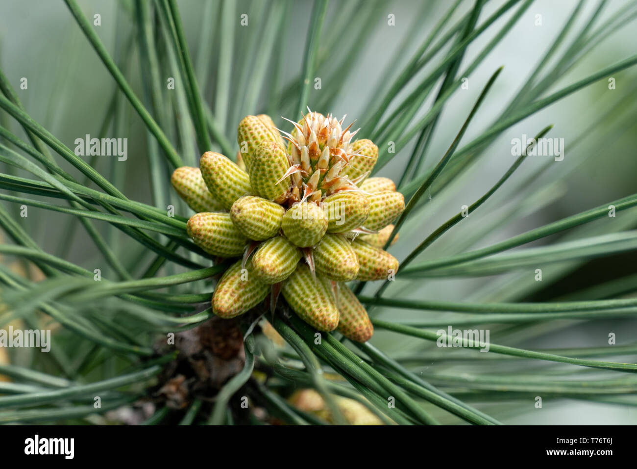 Macro shot of a flowering black pine ( pinus nigra) Stock Photo