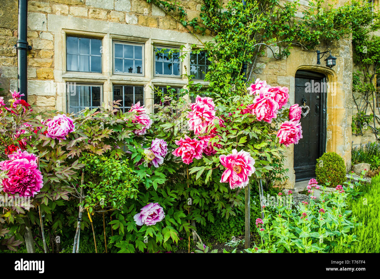 Large pretty peony flowers in the front garden of a stone cottage in Stanton in the Cotswolds in early May Stock Photo