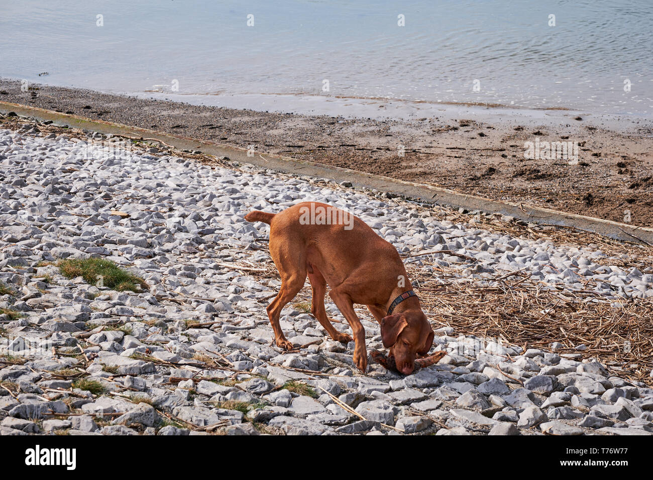 Adult dog walking He is playing on a pebble beach.Irvine Beach -Gailes Beach-North Ayrshire, Scotland Stock Photo