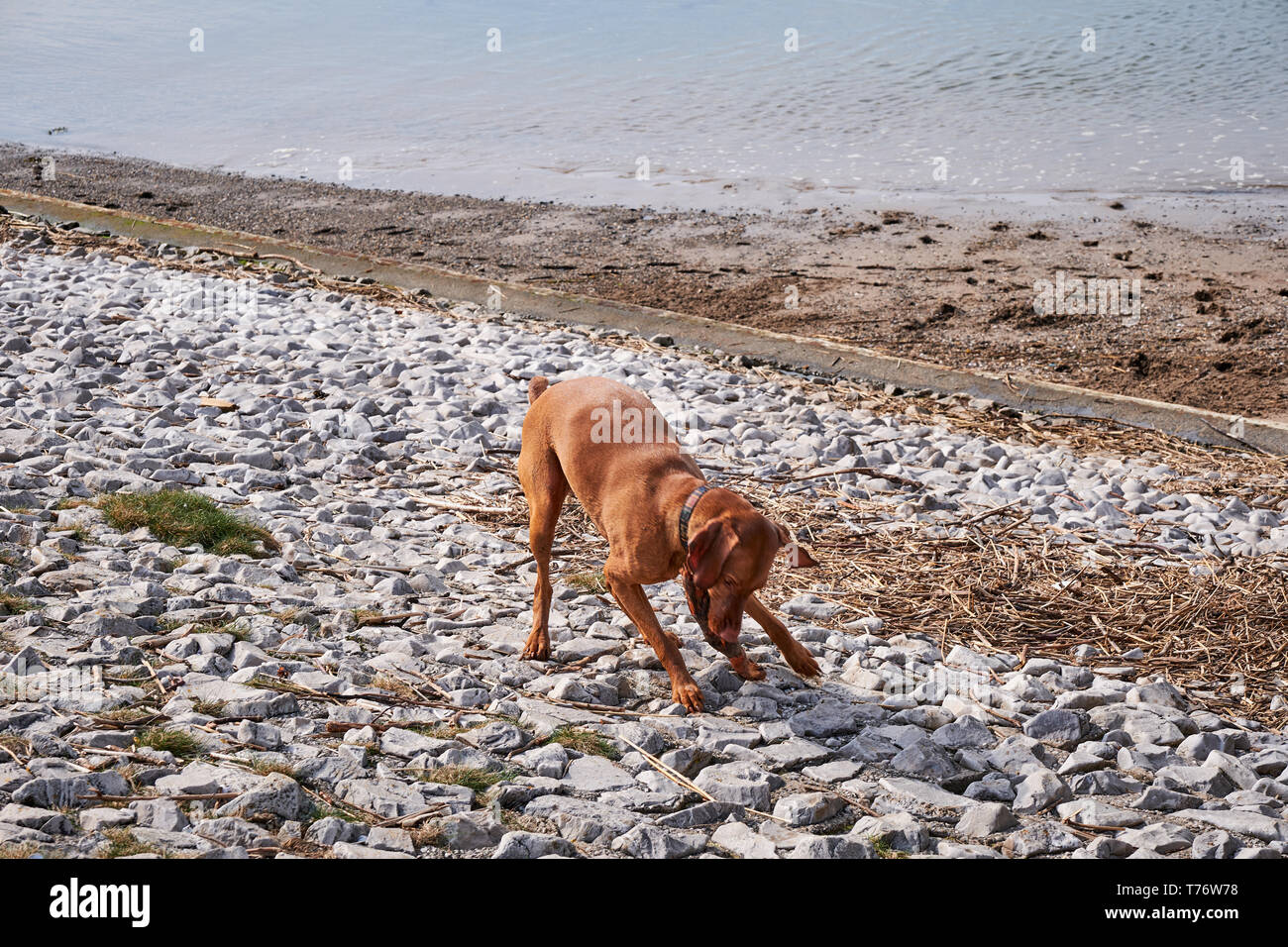 Adult dog walking He is playing on a pebble beach.Irvine Beach -Gailes Beach-North Ayrshire, Scotland Stock Photo