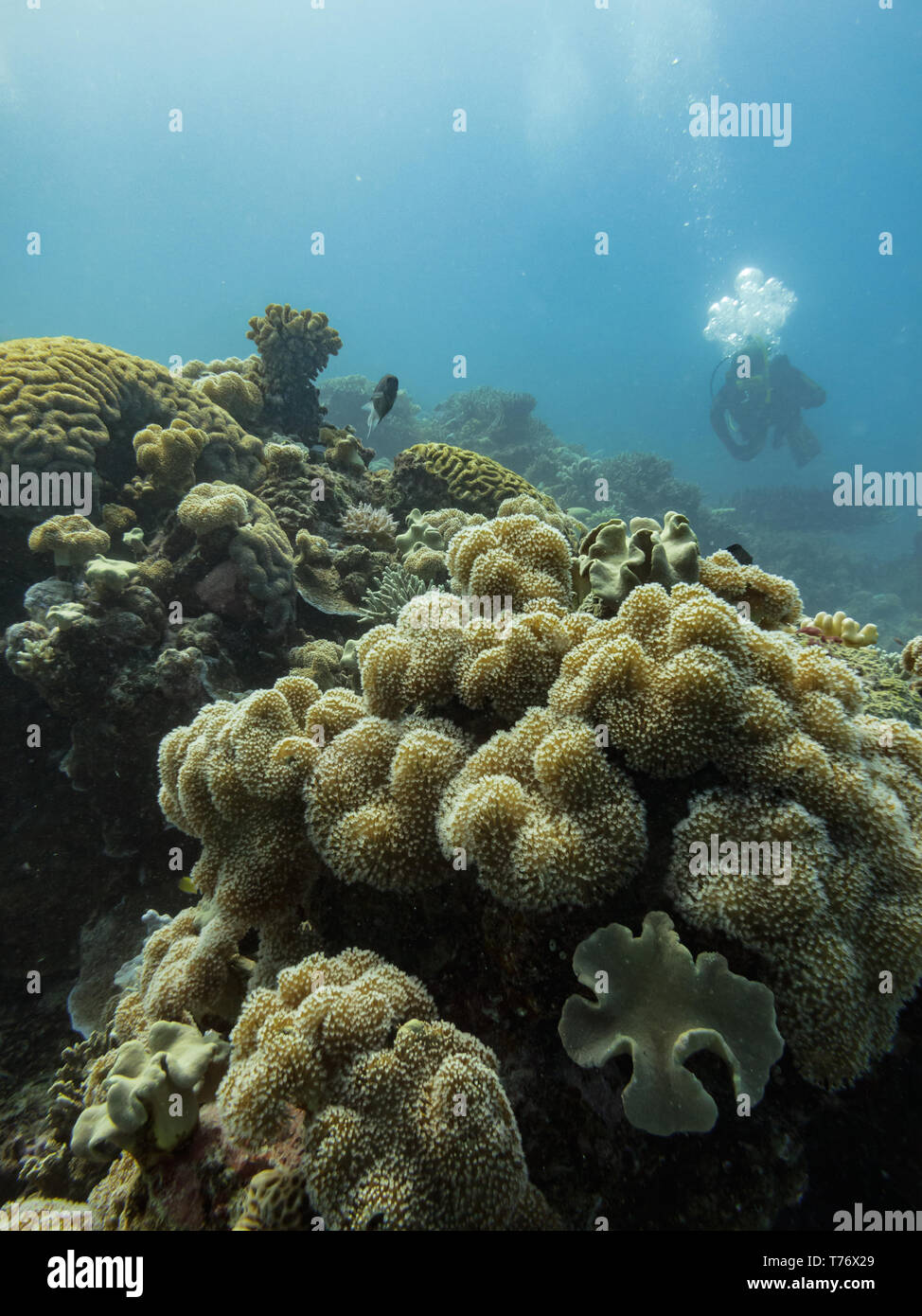Closeup of leather, staghorn coral, Acropora cervicornis, Elkhorn coral, Acropora palmata,   and brain coral, Diploria labyrinthiformis,  Grooved brai Stock Photo