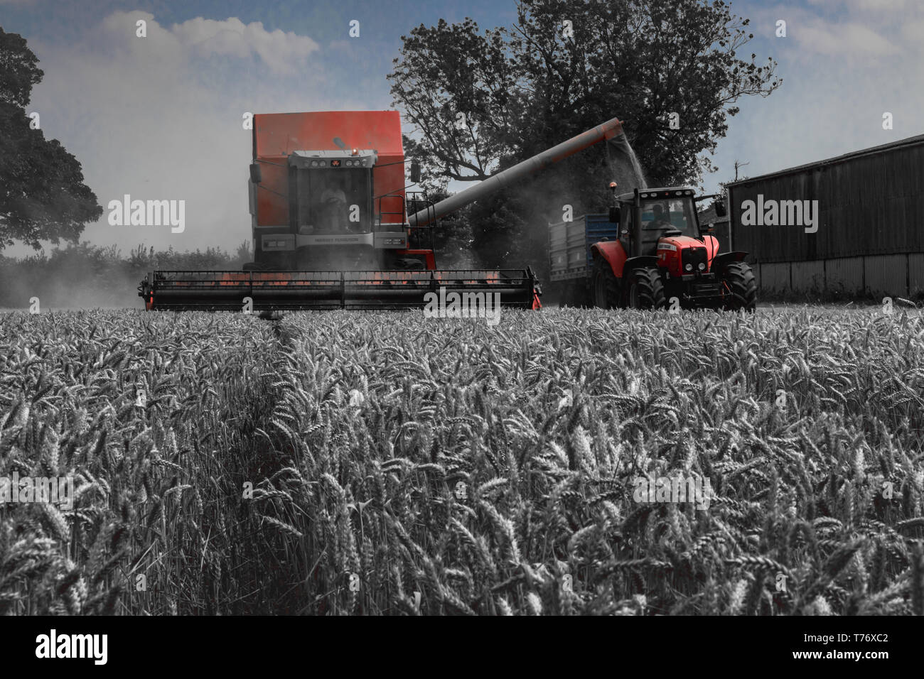 Combine harvester emptying grain in to trailer Stock Photo