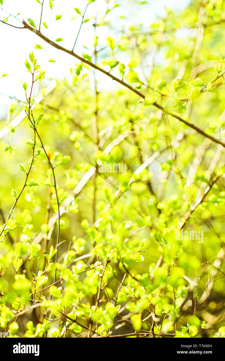 Natural environment, botanical textures and bioenergy concept - Green ...