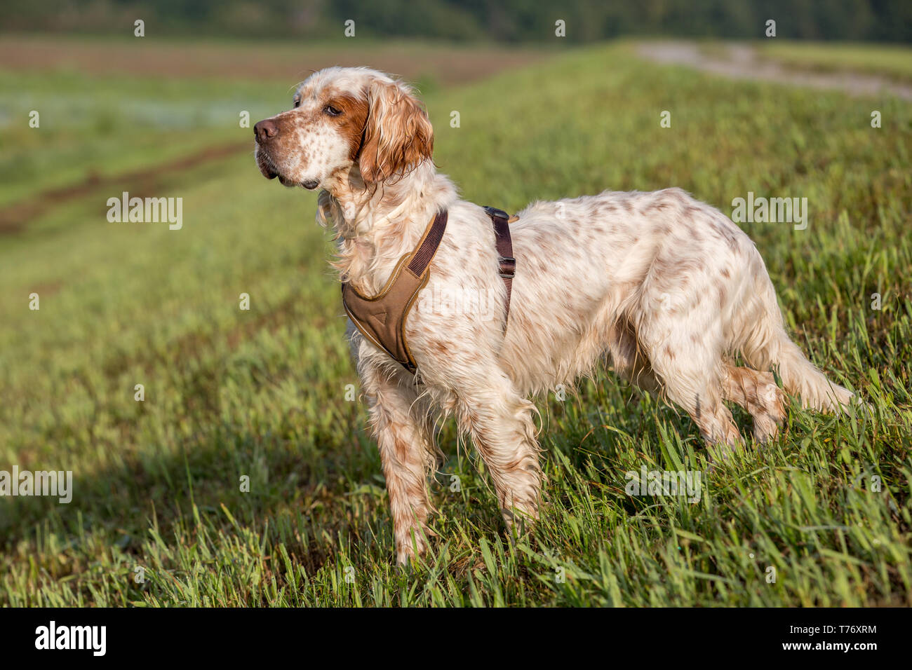 Orange and best sale white english setter