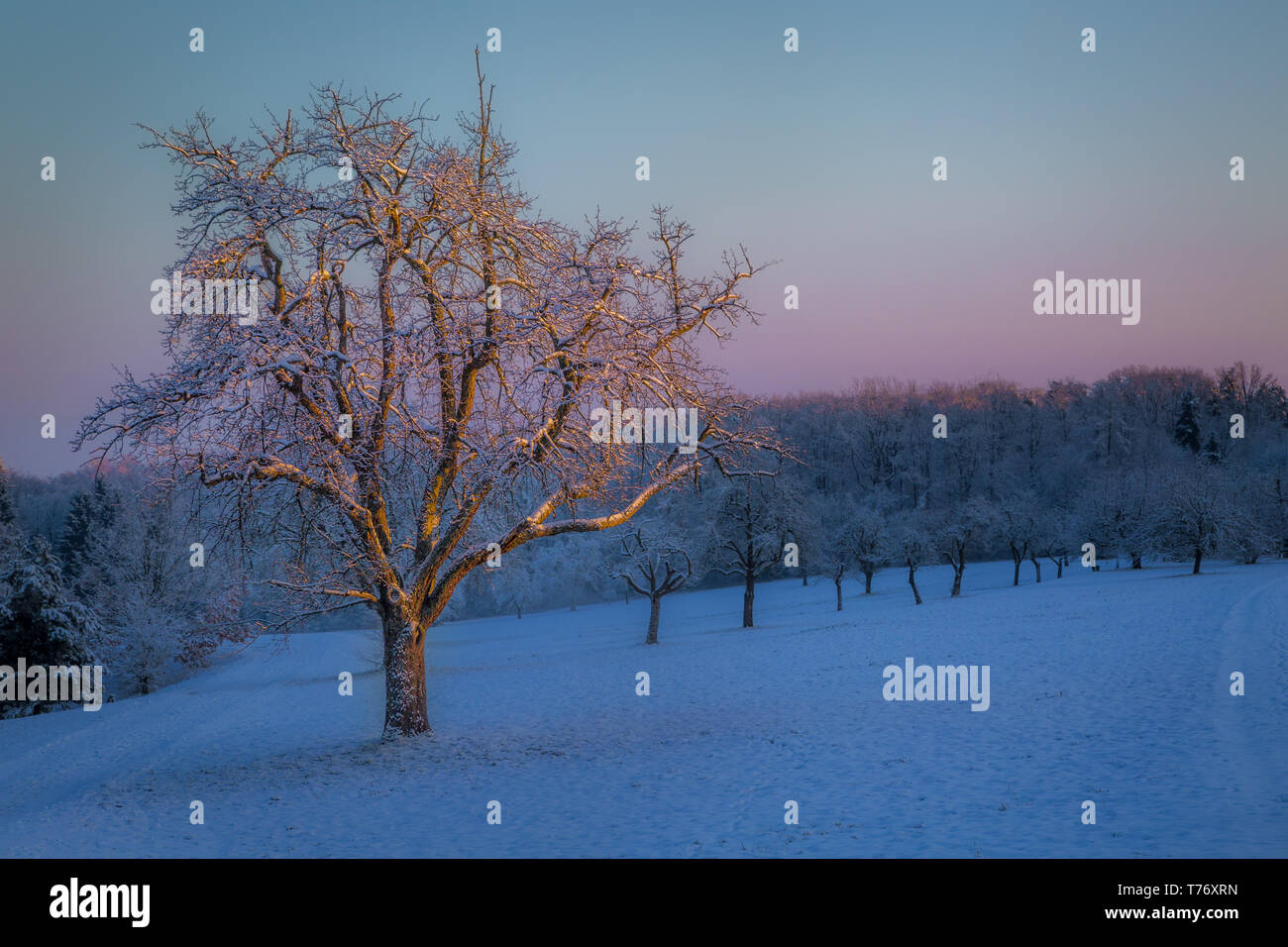 First sun rays hitting a single tree in a snow covered orchard on an early, frosty winter morning. Stock Photo