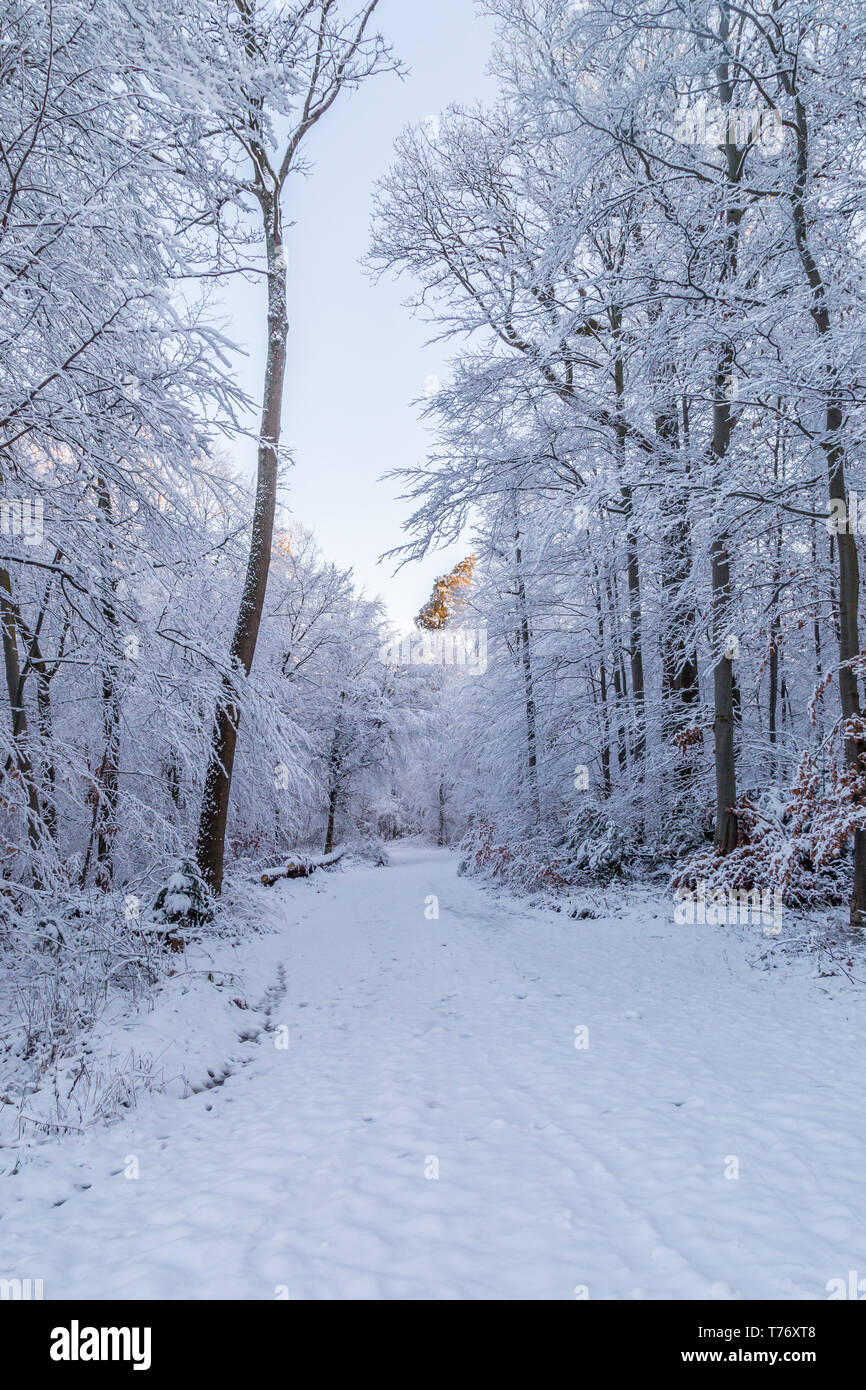 Snow covered road through a snowy forest on a winter morning, with the first sunlight touching the treetops. Stock Photo
