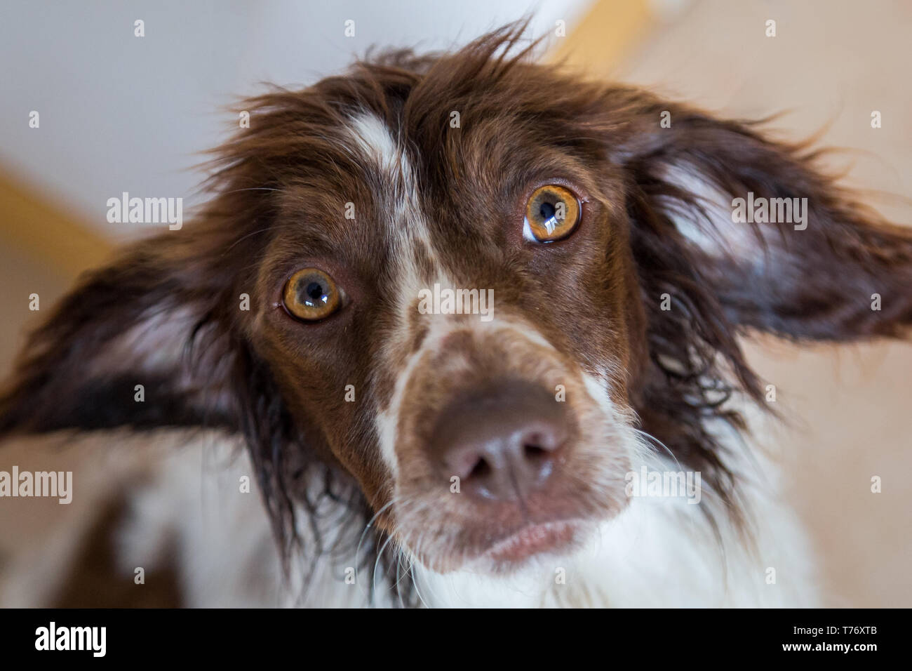 Close up portrait of a cute little springer spaniel looking up into the camera with wide eyes Stock Photo