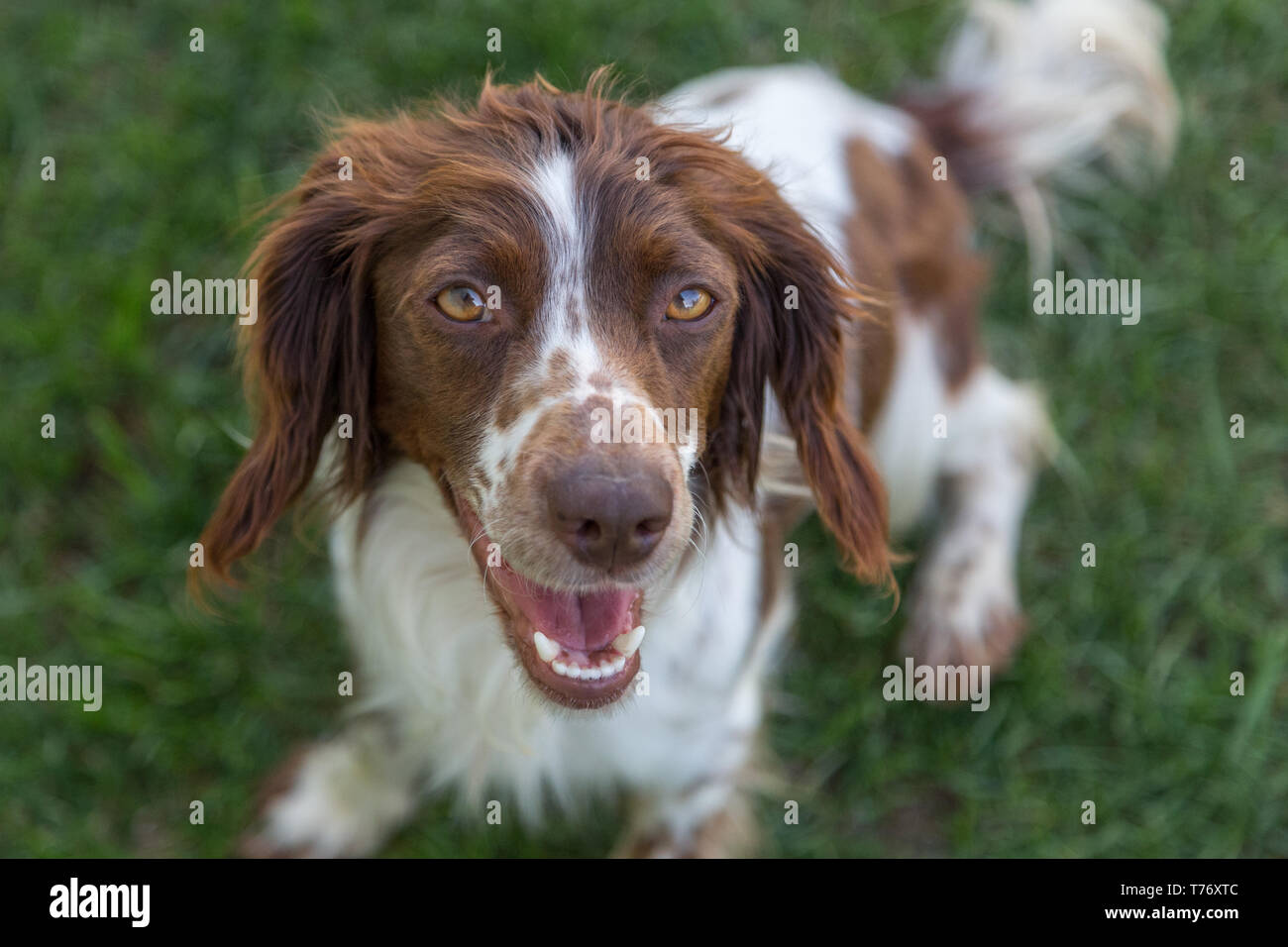 Young, playful springer spaniel excitedly waiting to play fetch on a green lawn. Stock Photo