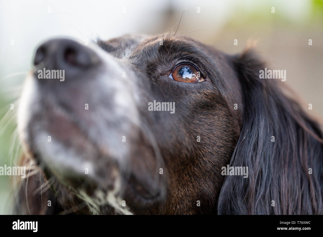 Close up portrait of a black and white brittany spaniel looking up with a shallow depth of field and focus on one eye. Stock Photo