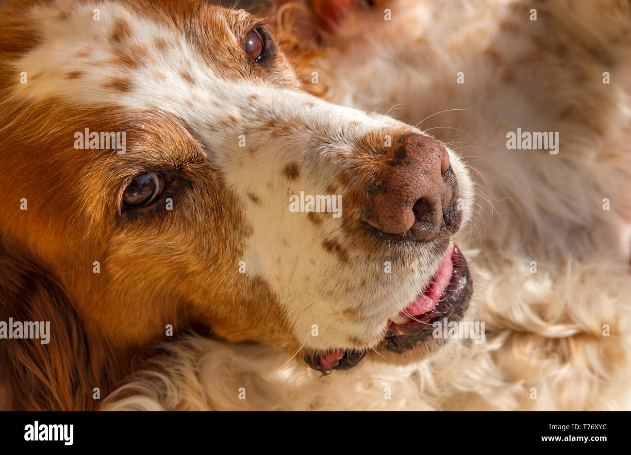 Closeup portrait of an orange and white american brittany spaniel with cute freckles on nose and forehead. Stock Photo