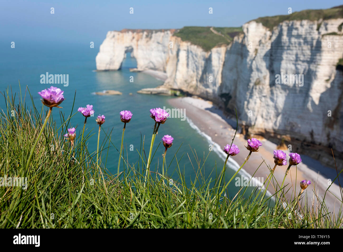 France, Normandy flowers and rock arc of beach Etretat Stock Photo Alamy