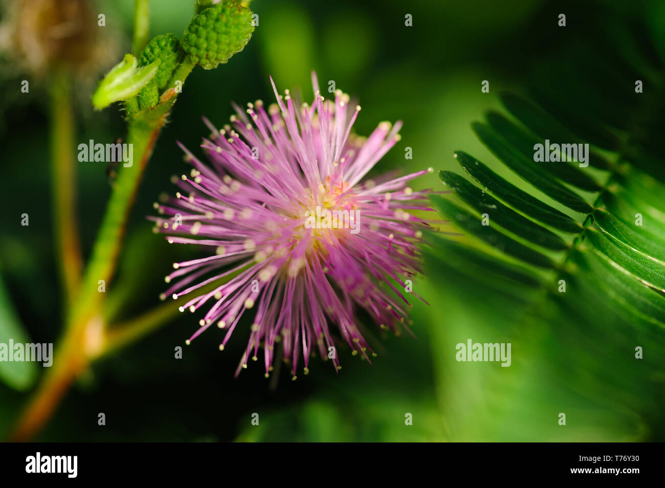Close up image of mimosa flower isolated against background with sharp rich colourfull and contrasty details Stock Photo