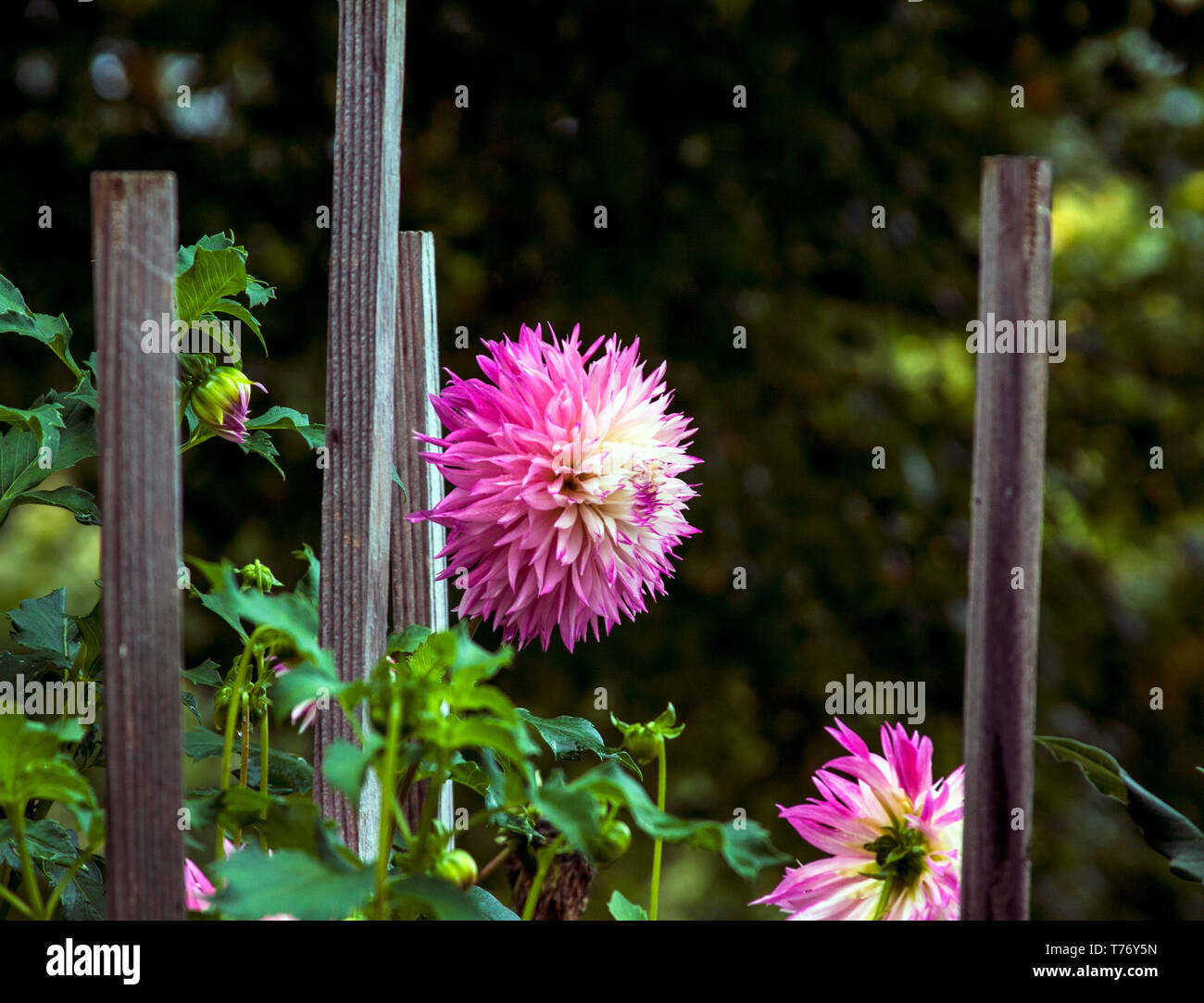 Wild Dahlias High Resolution Stock Photography and Images - Alamy