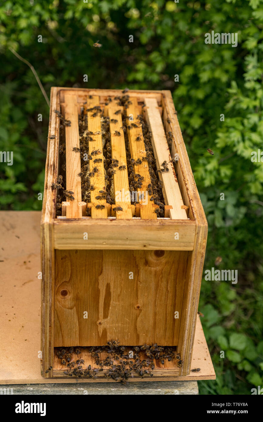Wooden nucleus small portable bee hive hires stock photography and