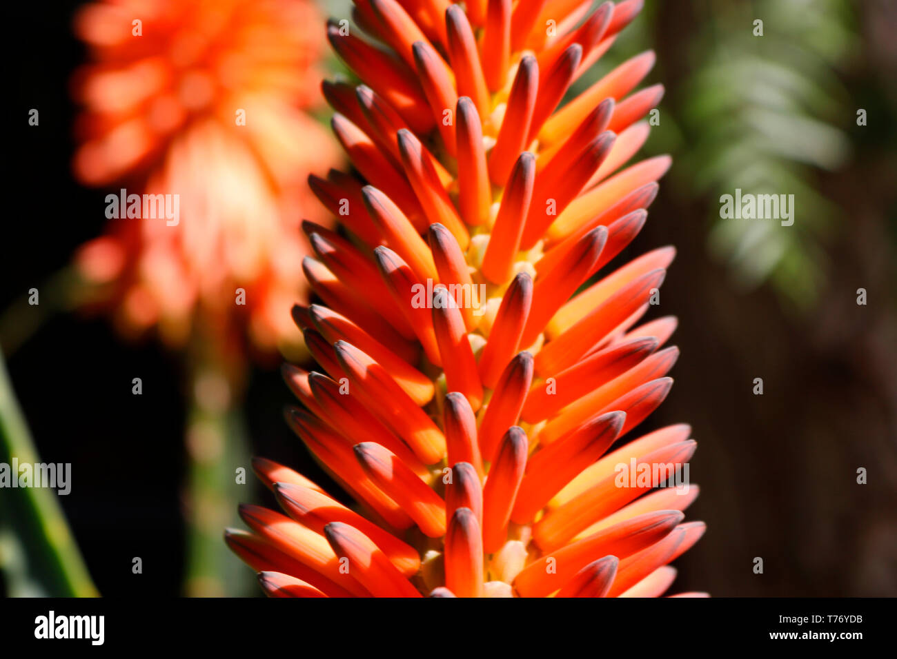 Impressionen: Pflanze, Betancuria, Fuerteventura, Kanarische Inseln, Spanien/ Fuerteventura, Canary Islands, Spain  (nur fuer redaktionelle Verwendung Stock Photo