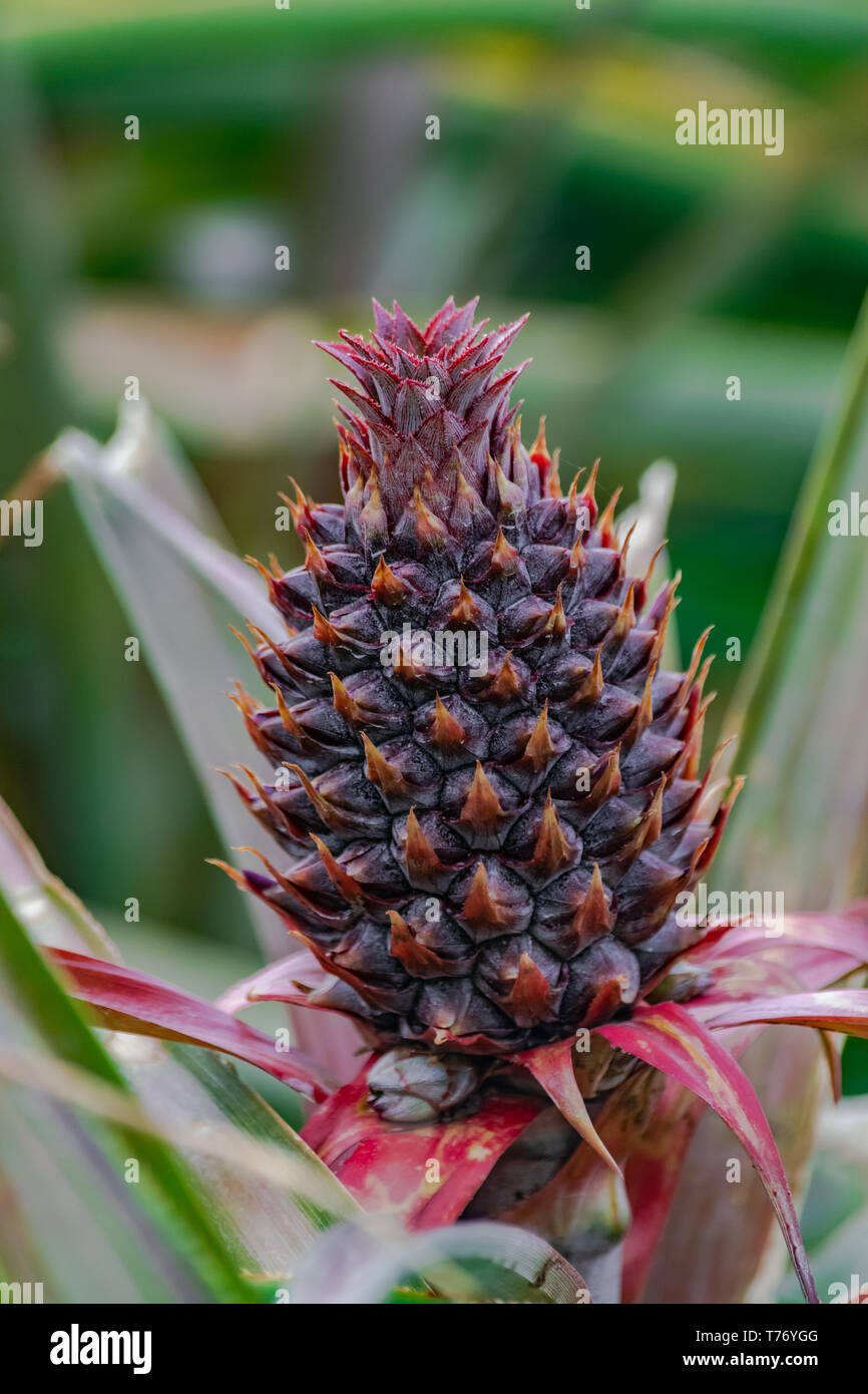 Pineapple growing on plant (ananas comosus) with green leaves Stock Photo Alamy