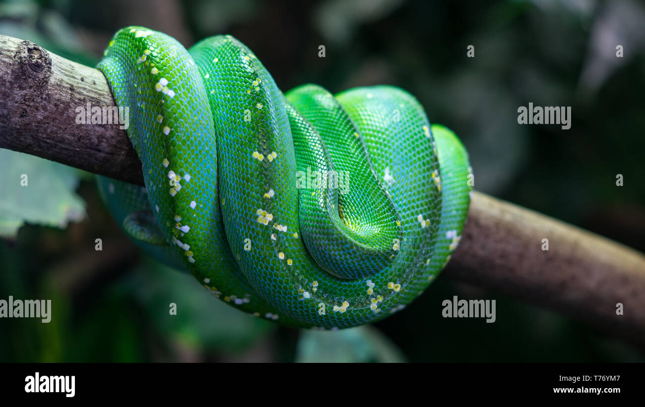 Green snake wrapped arround the branch of a tree Stock Photo