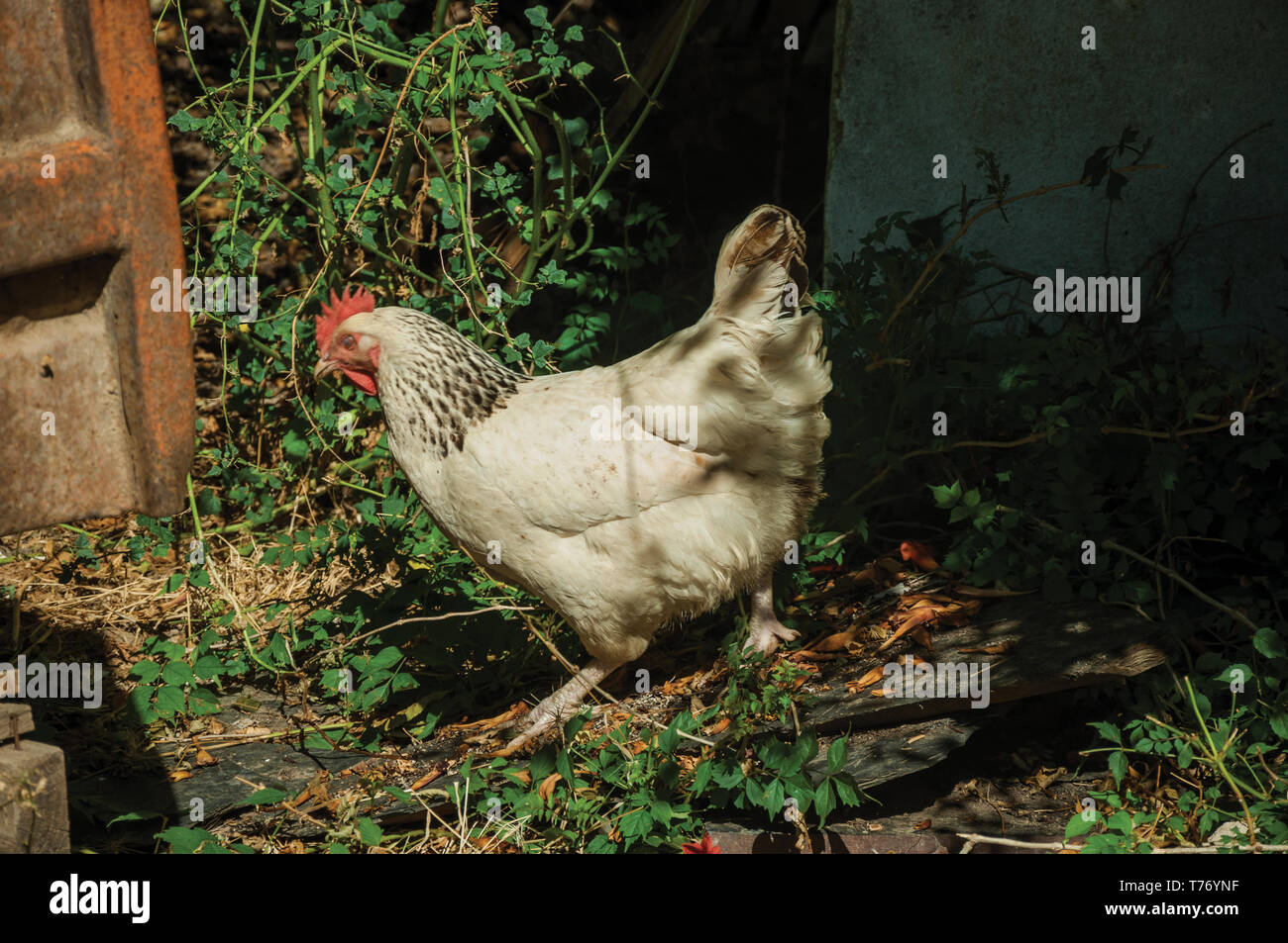 Bush Fowl High Resolution Stock Photography and Images Alamy