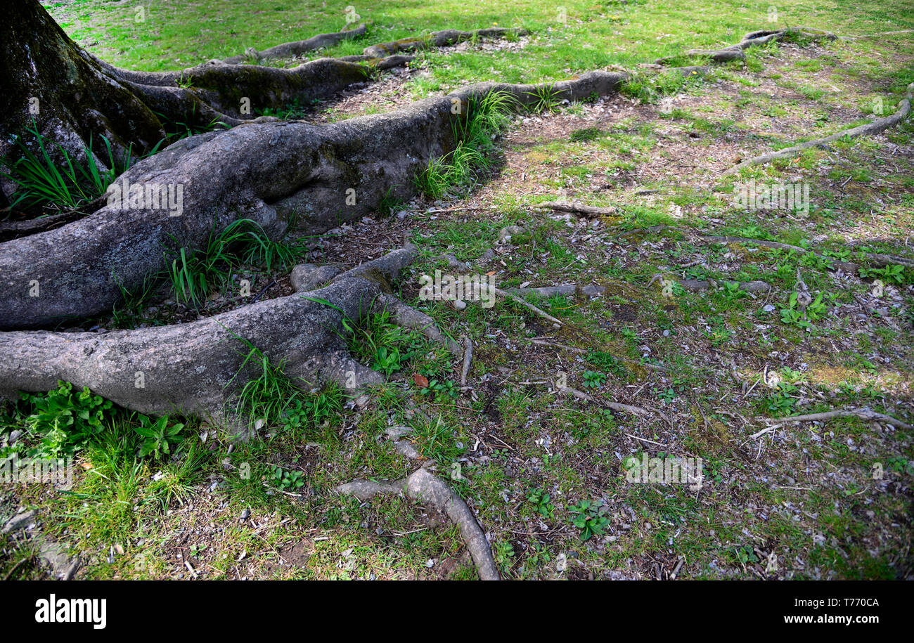 Tree roots Japan Stock Photo Alamy