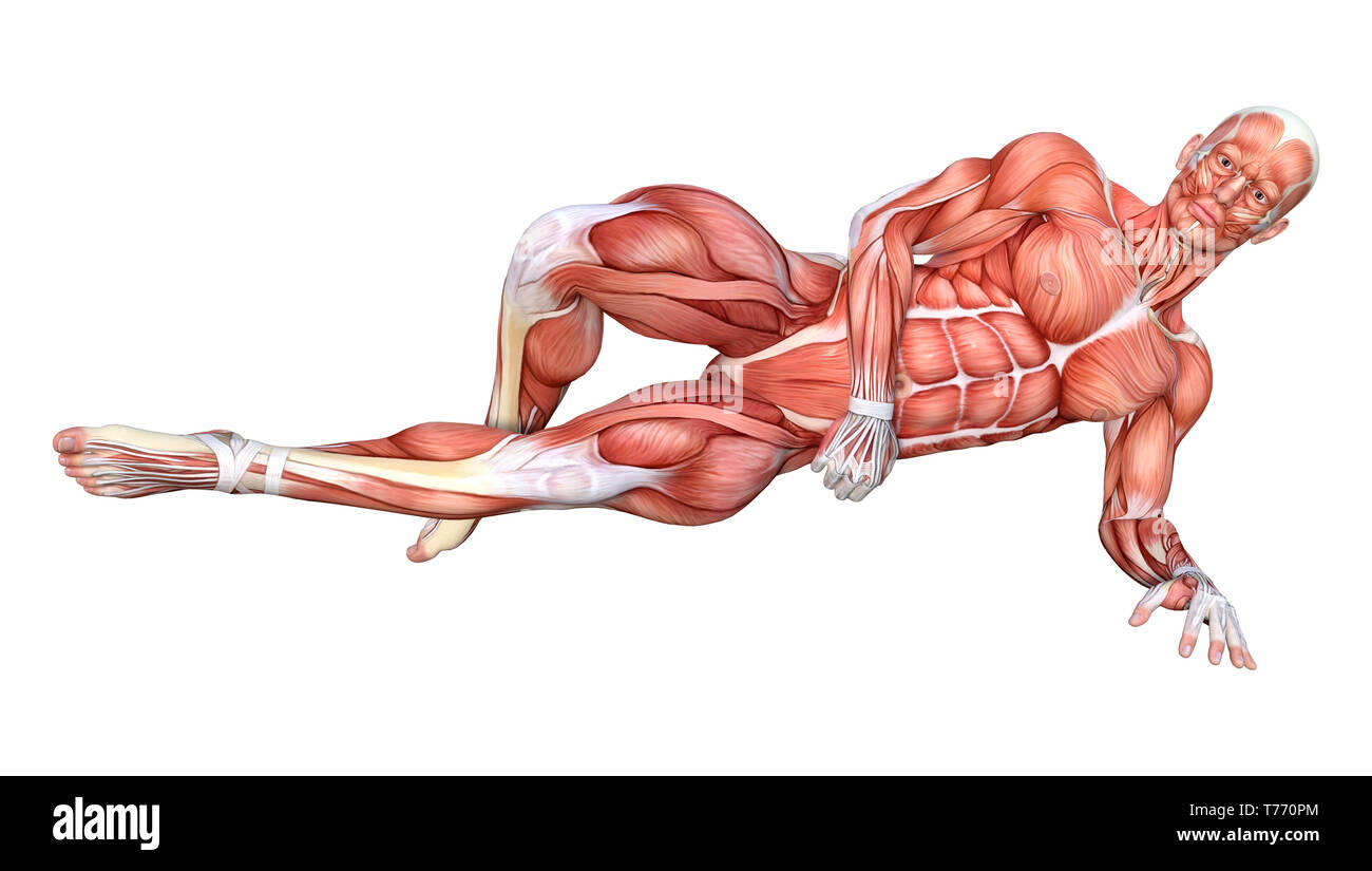 Rest Muscle Map 3D rendering of a male figure with muscle maps isolated on white ...