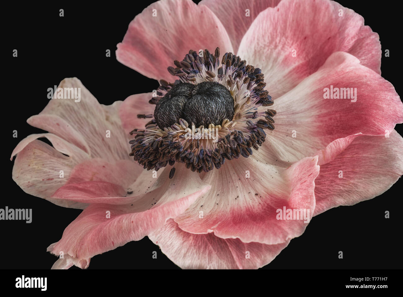 Fine art still life floral macro of a single isolated wide open bright white pink blue anemone blossom with detailed texture on black background Stock Photo