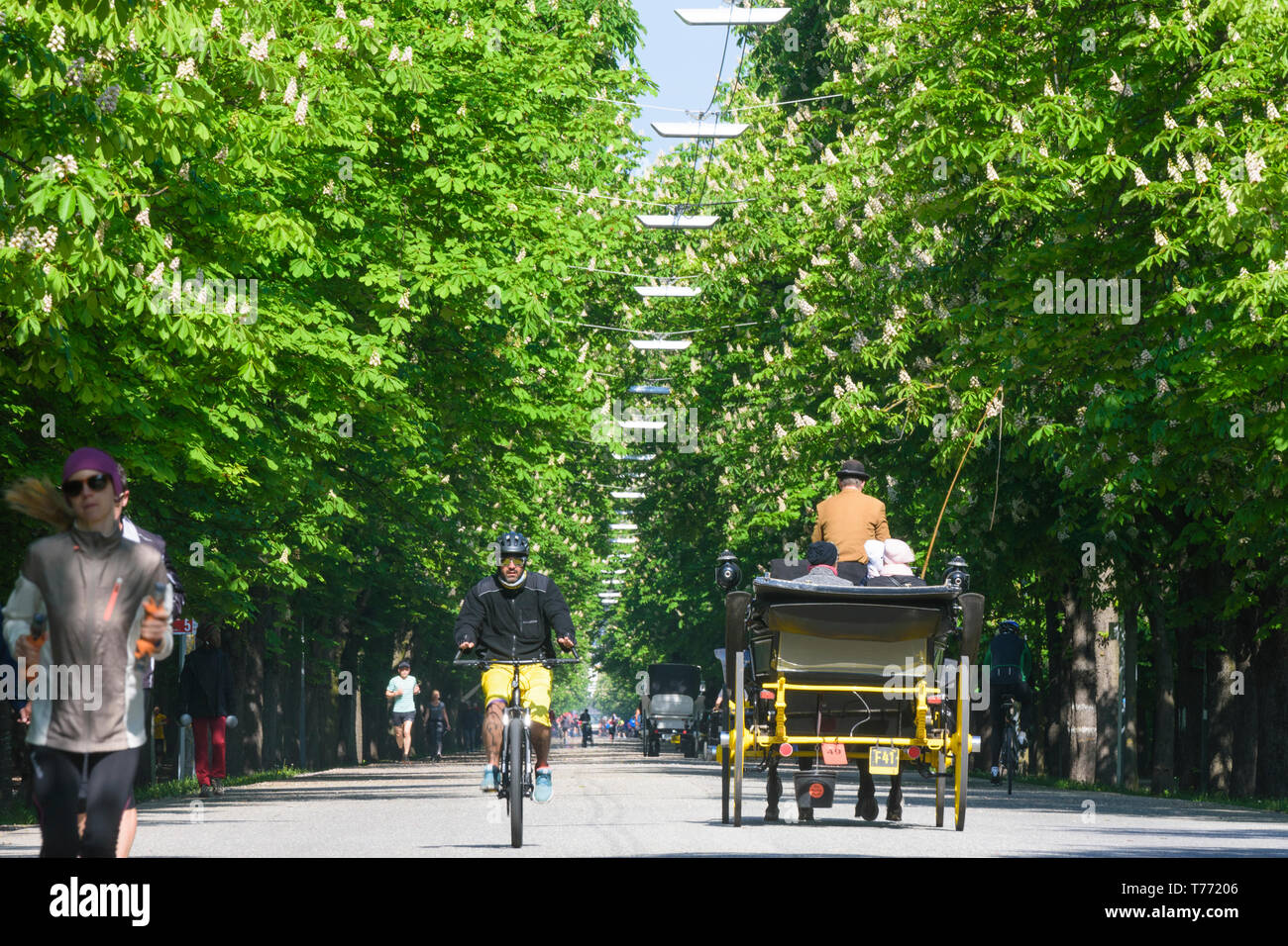 Wien, Vienna: Prater Hauptallee, Prater main avenue, flowering chestnut trees, joggers, cyclists, Fiaker, Fiacre, horse cab in 02. Leopoldstadt, Wien, Stock Photo